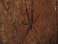 Pachyrhamma acanthocerum