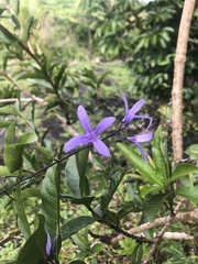 Petrea