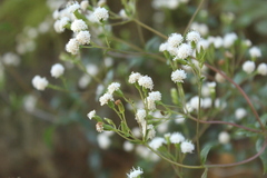 Ageratina gracilis