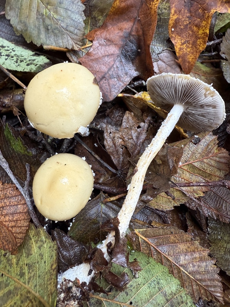 Stropharia ambigua · October 2025 · photo: © michaelmckniff (iNaturalist, cc-by)