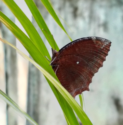 Common Palmfly