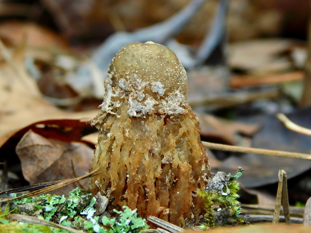 Calostoma ravenelii · October 2025 · photo: © mjpapay (iNaturalist, cc-by)