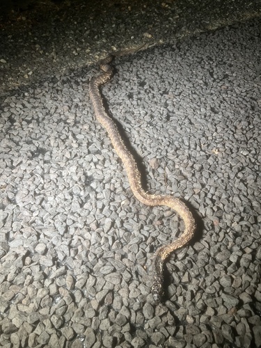 Black-headed Python sighting