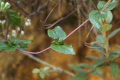 Ageratina gracilis
