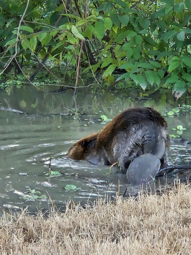 American Beaver photographed in Louisiana