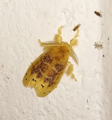 Artaxa guttata
