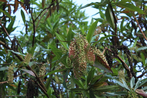 Image of Escallonia pendula by (c) Andrés Ramírez-Barrera, some rights reserved (CC BY)