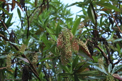 Escallonia pendula