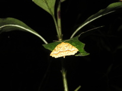 Ischalis variabilis