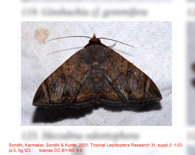 Mecodina odontophora