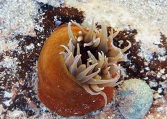 Isanemonia australis