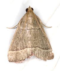 Hypsopygia decoloralis