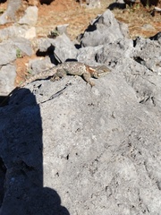 Sceloporus torquatus binocularis