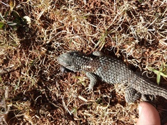 Sceloporus torquatus binocularis