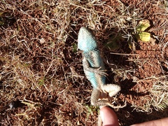 Sceloporus torquatus binocularis