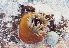 Isanemonia australis