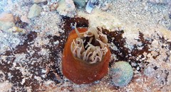 Isanemonia australis