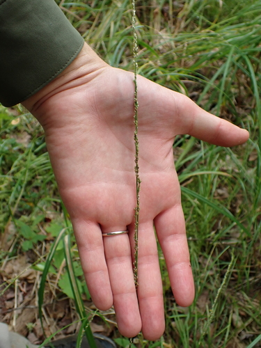 Slender Mannagrass (Glyceria melicaria)