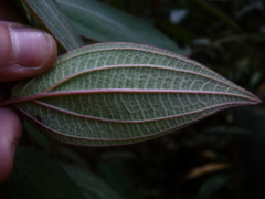 Miconia polytopica