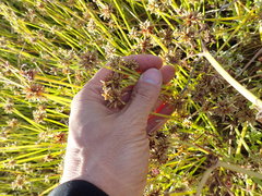 Isolepis distigmatosa