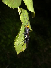 Callibracon capitator