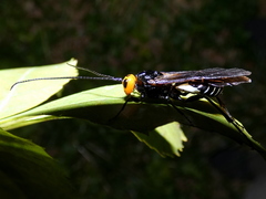 Callibracon capitator