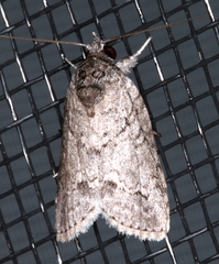 Nycteola polycyma