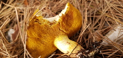 Suillus mediterraneensis