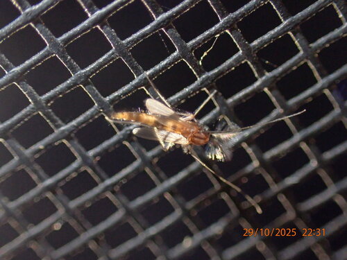 Unknown species found near Dunedin, FL, USA