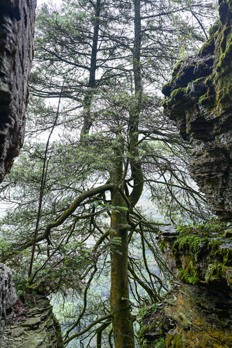 Chinese mountain tree