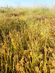Isolepis distigmatosa
