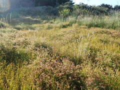 Isolepis distigmatosa