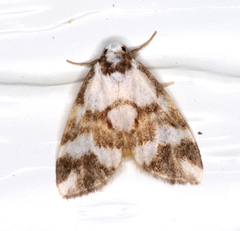 Thallarcha staurocola