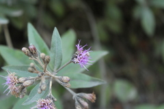 Lepidaploa karstenii