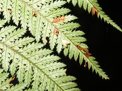 Gymnobathra flavidella