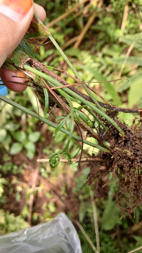 Slender Brake (Pteris ensiformis)