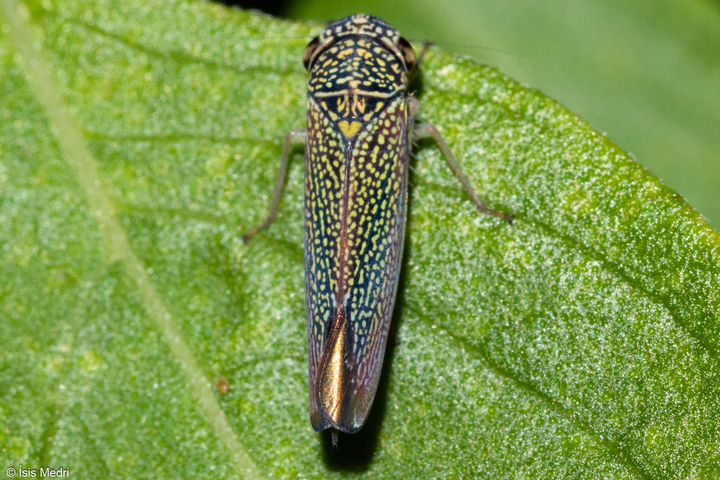 Macugonalia