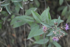 Lepidaploa karstenii