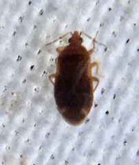 Cardiastethus fasciiventris