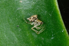 Cryptachaea meraukensis