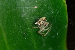 Cryptachaea meraukensis