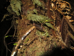 Austrotipula hudsoni