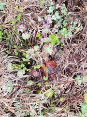 Lamium amplexicaule
