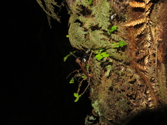 Austrotipula hudsoni