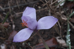 (c) fmunoz, some rights reserved (CC BY) Crocus ligusticus, photograph (c) fmunoz, some rights reserved (CC BY)