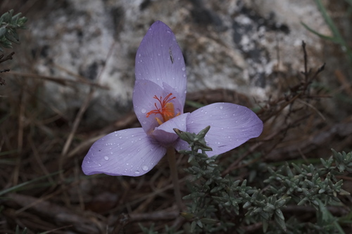 Crocus ligusticus, photograph 6