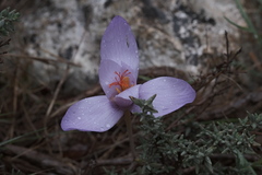 Crocus ligusticus, photograph (c) fmunoz, some rights reserved (CC BY)