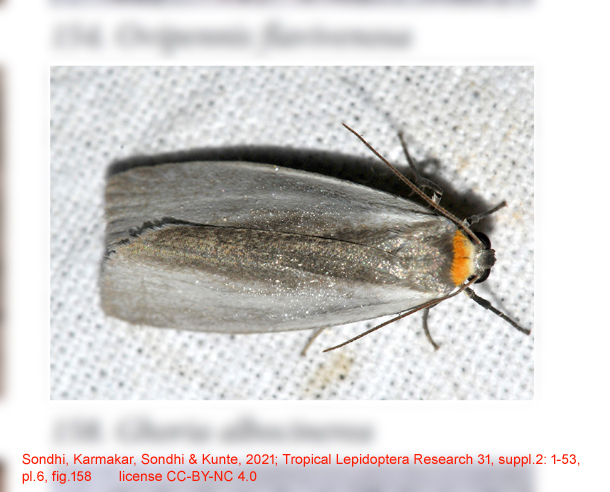 Ghoria albocinerea