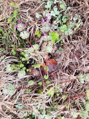Lamium amplexicaule