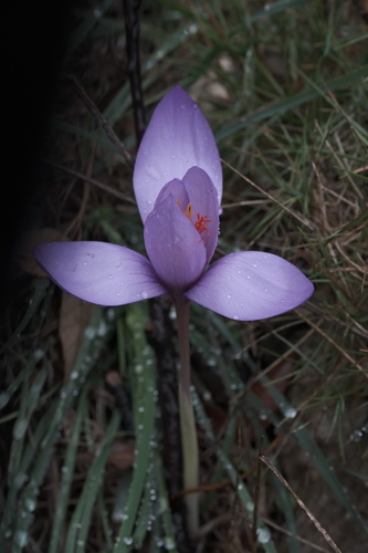 Crocus ligusticus, photograph 4